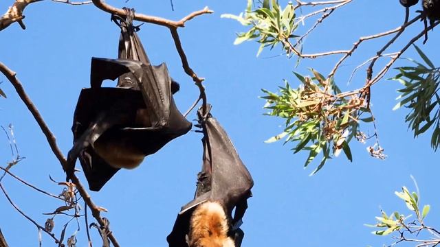Spectacled Flying-fox Compilation смотреть онлайн