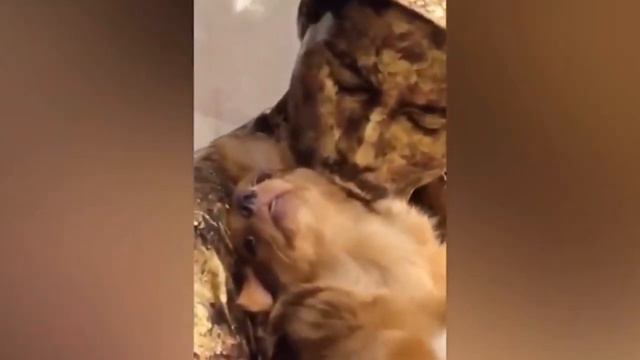 Лучшие смешные видео с животными 2023 года 🤣 - Самые смешные видео с кошками и собаками смотреть онлайн