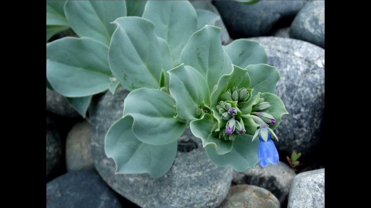 Устричный лист или мертензия. Описание. Фото. Видео. Выращивание устричного листа под светильником смотреть онлайн
