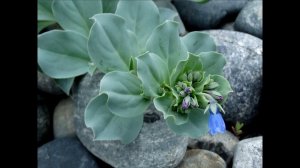 Устричный лист или мертензия. Описание. Фото. Видео. Выращивание устричного листа под светильником