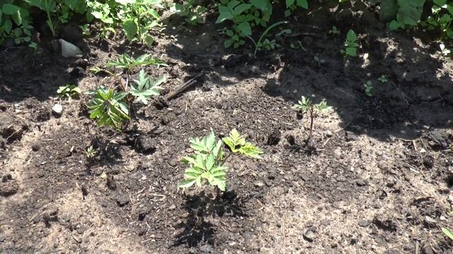 Ежевика Оригон Торнлес смотреть онлайн