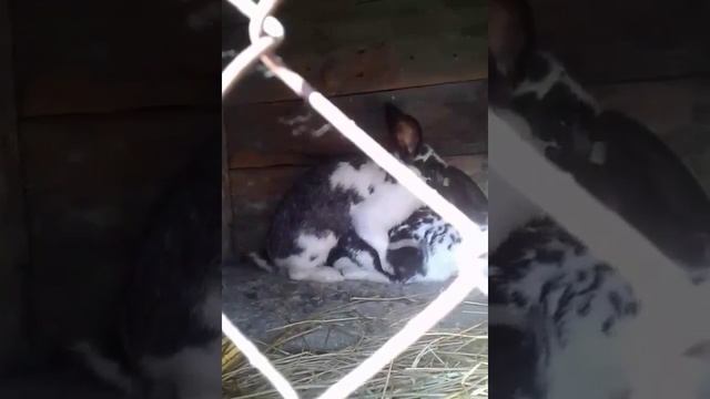 #как #размножаются #кролики смотреть онлайн