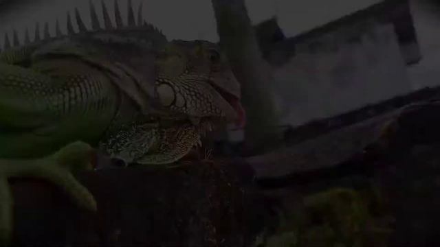 bearded dragon & iguana смотреть онлайн