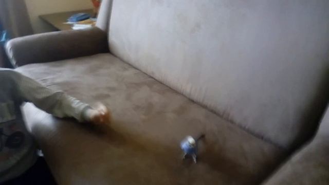 Как выпускать попугая из клетки. Мой первый опыт смотреть онлайн