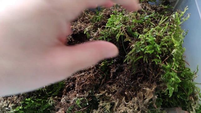 Feigen Stecklinge Propagation Mini Gewächshaus Stecklinge ziehen im antibakteriellen Sphagnum Moos смотреть онлайн