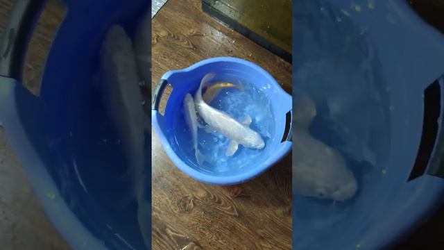 Пересаживаю рыбу из аквариума в пруд. Продам карпов кои. Разведение рыб. смотреть онлайн