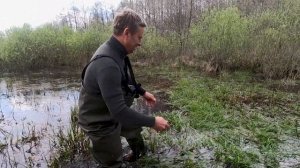 Болотная жизнь. Тритоны,лягушки,черепахи.