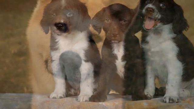 Четвероногие друзья