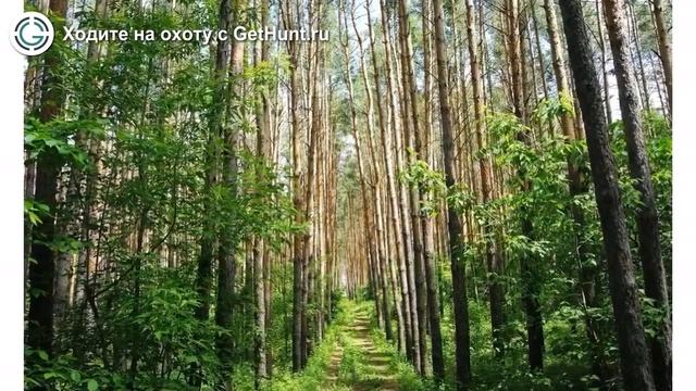Охота в Самарской области – Охотничье хозяйство «СМОЛЬКОВСКОЕ» охота на лося в Самарской области смотреть онлайн