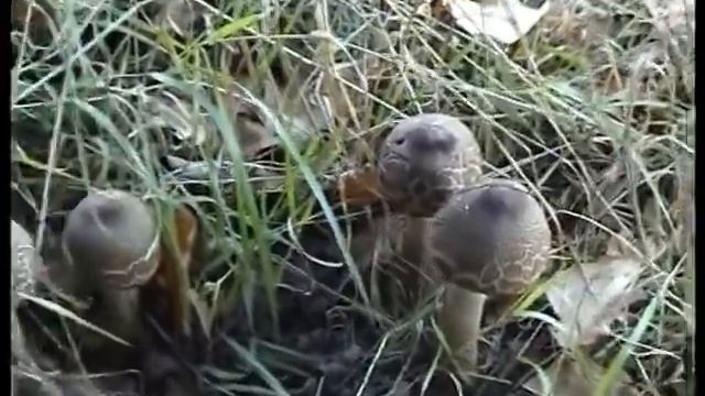 Грибы Зонтики шикарные в лесу. Как приготовить. смотреть онлайн