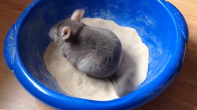 ШИНШИЛЛА КУПАЕТСЯ | ПЕСОЧНЫЕ ПРОЦЕДУРЫ ! смотреть онлайн