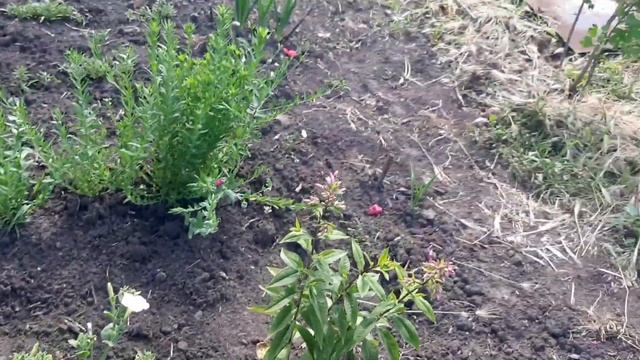 УРОЖАЙ МАЛИНЫ/ ГРИБЫ НА МАНГАЛЕ смотреть онлайн