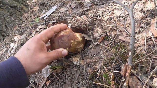 Первые БОРОВИКИ в июне! Белые грибы