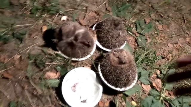 "МЕНЮ" из четырёх ЁЖИКОВ... Как "готовить"! смотреть онлайн