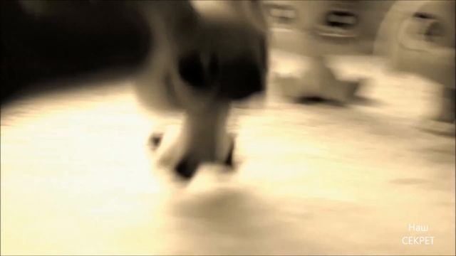 LPS ''Наш СЕКРЕТ'' - #5 Большие перемены (Часть 2) смотреть онлайн