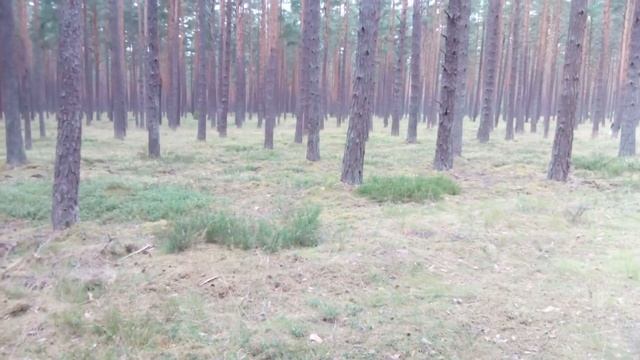 Всем на тихую охоту (17 июля) смотреть онлайн