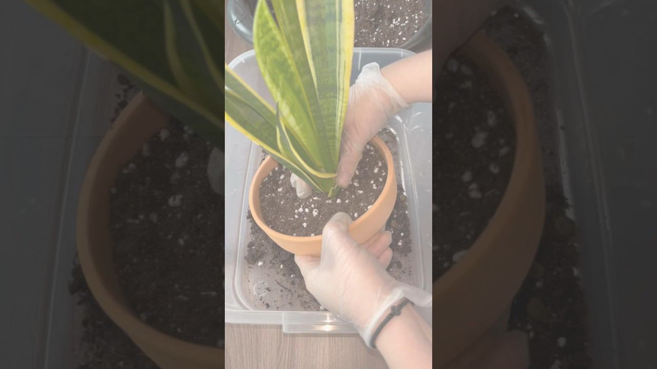 Пересадка САНСЕВИЕРИИ  | Пересадка «ТЕЩИНОГО ЯЗЫКА» | Прост в уходе| Растение ДЛЯ НОВИЧКОВ
