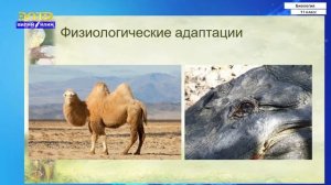 11-класс |  Биология | Приспособленность организмов к условиям внешней среды
