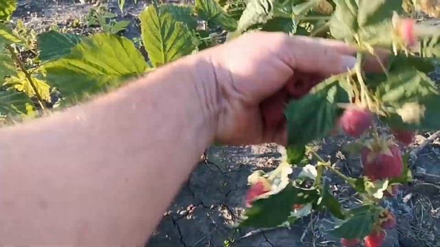 Малина Пахвалинка, первые впечатления! смотреть онлайн