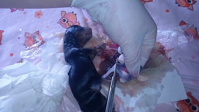 Роды собаки Йоркширский терьер смотреть онлайн