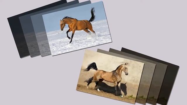 Ахалтекинские Лошади. Обожаю Лошадей. Akhal-Teke смотреть онлайн