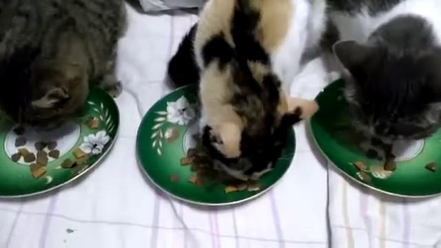 Комплексный обед смотреть онлайн