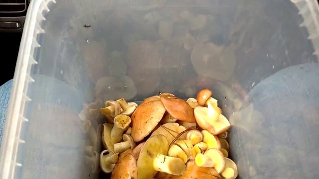 Маслята малыши... смотреть онлайн