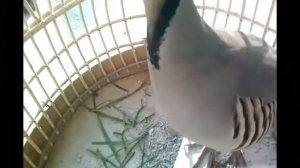 Домашний куропатка