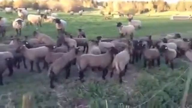 Продажа овец Суффолк /саффолк смотреть онлайн