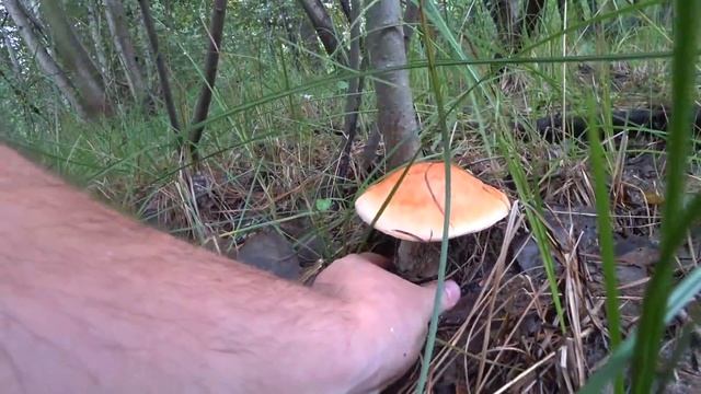 Грибное счастье. Болотце радует. смотреть онлайн