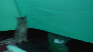 ТРЕЙДЫ ПОП ИТ МЕЖДУ ПАЛАТКАМИ С КОТАМИ