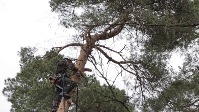 Профессия "арборист" | спилить удалить опасное дерево | спил деревьев на участке | вырубка деревьев смотреть онлайн