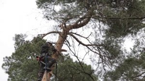 Профессия "арборист" | спилить удалить опасное дерево | спил деревьев на участке | вырубка деревьев