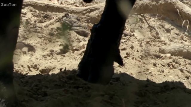 Комодский варан убивает огромного Буйвола! смотреть онлайн