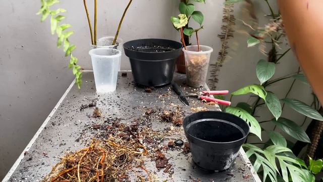 Philodendron billietiae Variegata Care Tips and Propagation - WITH UPDATES! смотреть онлайн