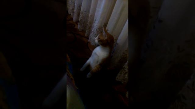 Чупакабра смотреть онлайн