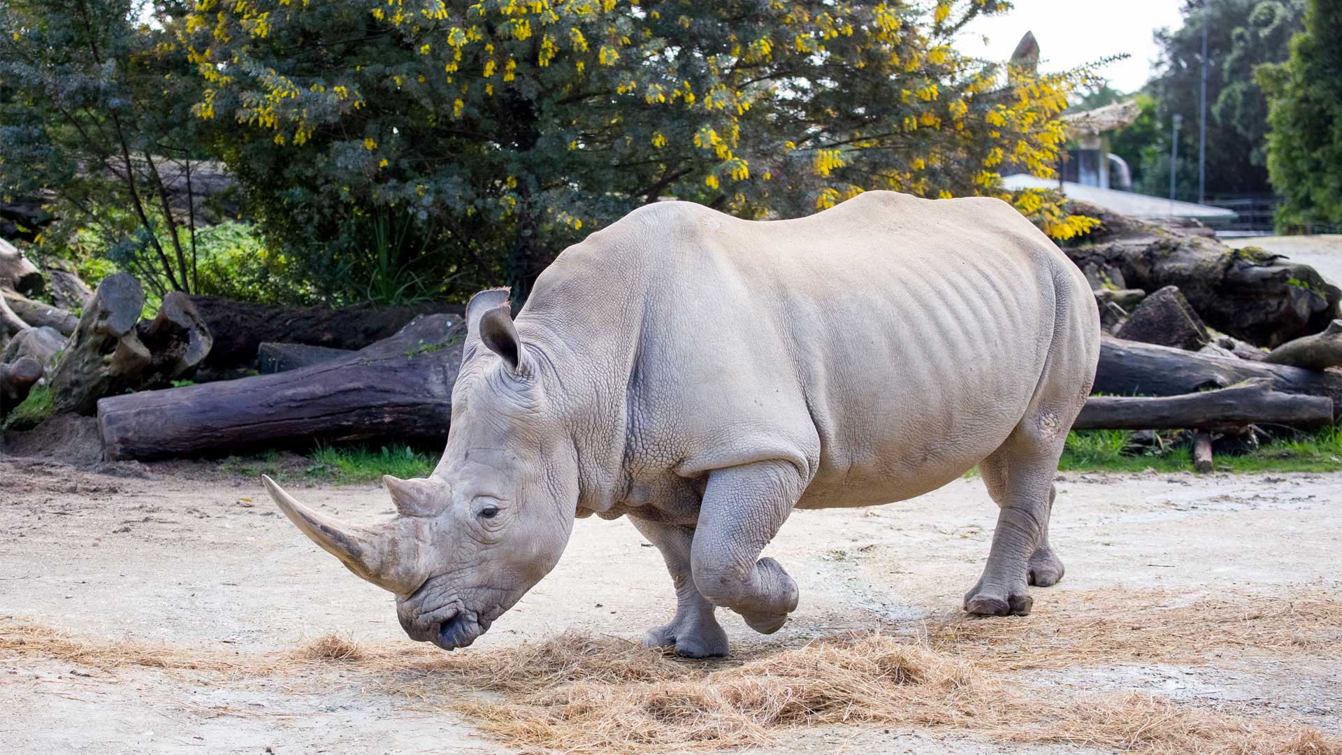 БЕЛЫЙ НОСОРОГ: Стремительно исчезает из-за людей | Интересные факты про носорога и Животных Африки смотреть онлайн