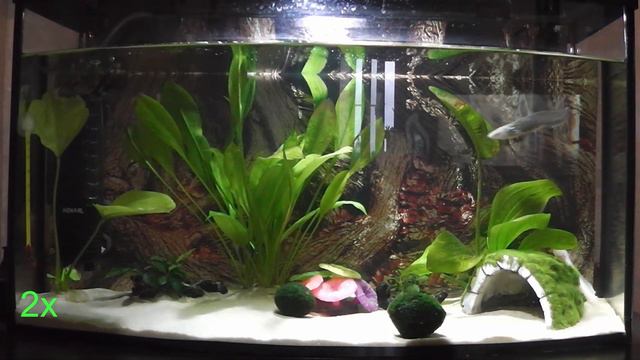 Дрессировка аксолотля. Axolotl Training.