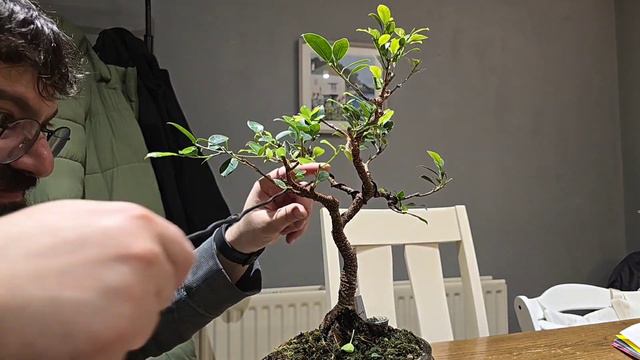 quick trimming of Tiger bark ficus bonsai смотреть онлайн