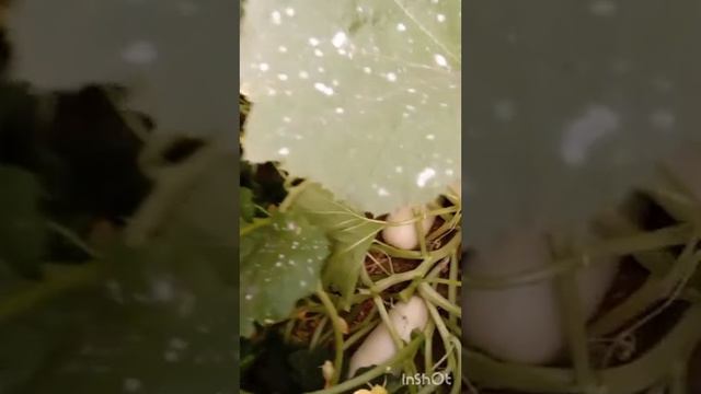 8.108.0.58.8.£.EN ; ТЫКВА.КАБАЧЁК.КАБАК.СУШИМ...PROPHET. SHCHERBAKOV. ЩЕРБАКОВ АРТЕМ.