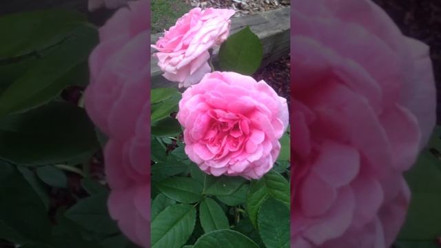 Gertrude Jekyll rose смотреть онлайн