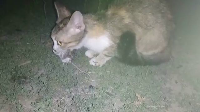 Ночная жизнь. смотреть онлайн