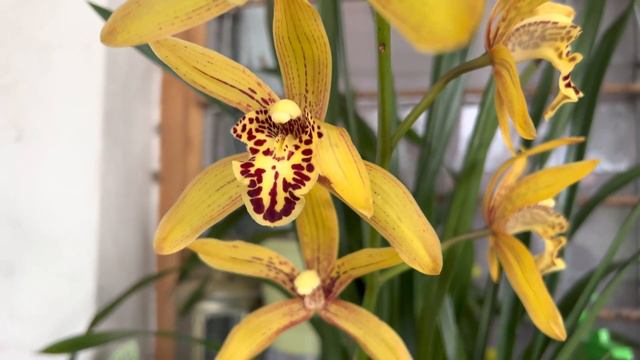 Ultimate Yellow Cymbidium Orchids or Boat Orchids смотреть онлайн