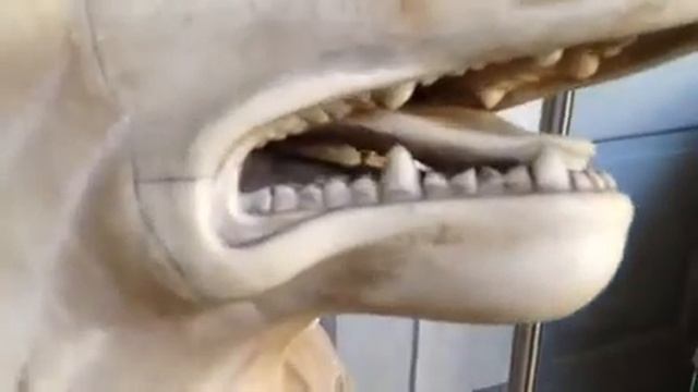 Сколько клыков у собаки? смотреть онлайн