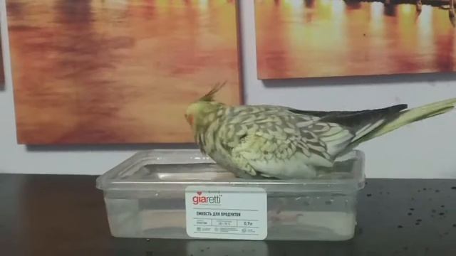 Купание кореллы. смотреть онлайн