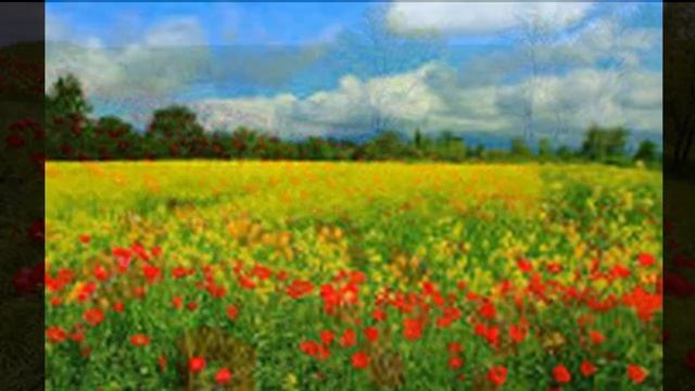 Светлана Казакова песня "Желтые купальницы" смотреть онлайн