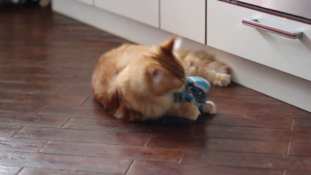 Котик мейн-кун Joke ANZBOR*RU 8месяцев смотреть онлайн