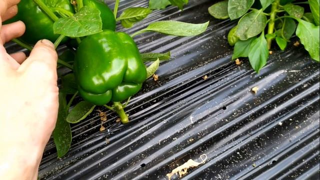 Садовый враг №1 – Тля !БОЛЬШЕ НИКАКОЙ ТЛИ !!! ТЛЯ НЕМЕДЛЕННО ИСЧЕЗНЕТ ПОСЛЕ ПЕРВОЙ ОБРАБОТКИ ! смотреть онлайн