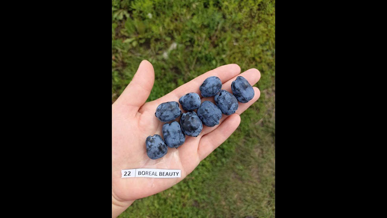 БОРЕАЛ БЬЮТИ жимолость позднего срока созревания смотреть онлайн