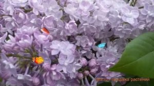 Сирень обыкновенная Дружба (syringa vulgaris) ? Дружба обзор: как сажать, саженцы сирени Дружба